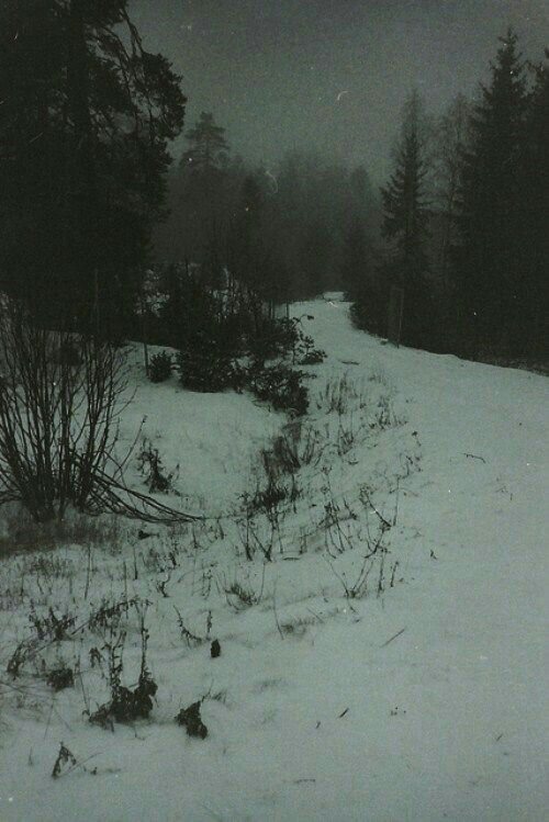 A snowy forest path at dusk